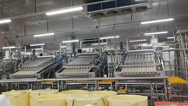 Línea de producción automática de pelado de camarones de alta capacidad y alta eficiencia
